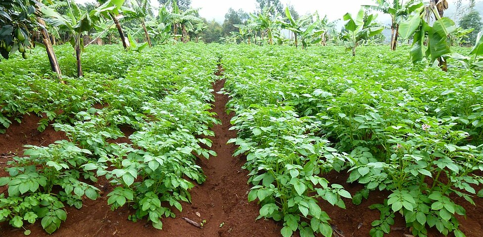 Landwirtschaft in Burundi