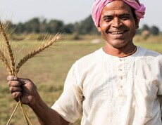 Lachender südasiatischer Landwirt mit rosa Turban hält frische Weizenhalme in der Hand