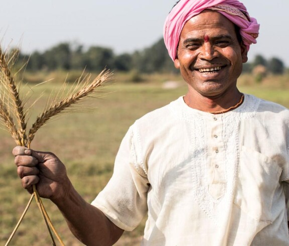 Lachender südasiatischer Landwirt mit rosa Turban hält frische Weizenhalme in der Hand