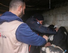 Zwei Männer impfen ein Rind in einem Stall im Rahmen eines Caritas-Projekts in Syrien