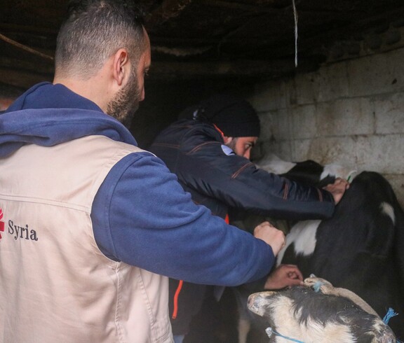 Zwei Männer impfen ein Rind in einem Stall im Rahmen eines Caritas-Projekts in Syrien