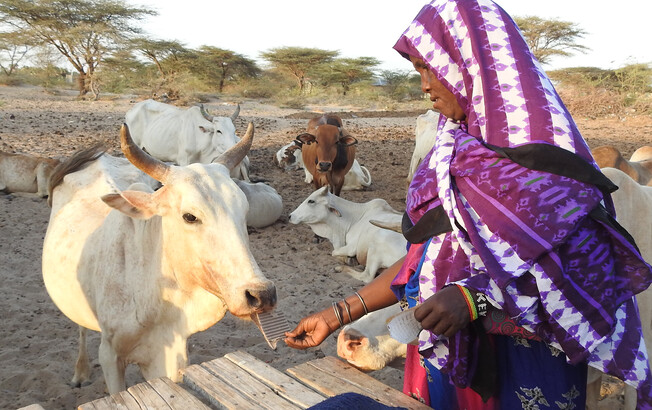 Frau in traditionellem Gewand versorgt Rinderherde in der trockenen Landschaft Marsabits, Kenia