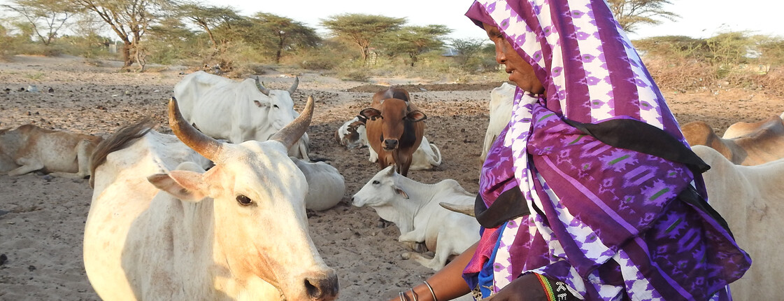 Frau mit Rindern in Marsabit, Kenia Frau in traditionellem Gewand versorgt Rinderherde in der trockenen Landschaft Marsabits, Kenia
