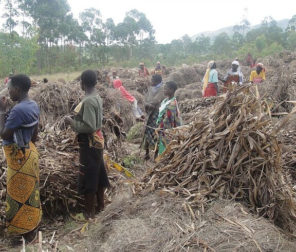 Menschen, darunter auch Kinder, arbeiten auf einem landwirtschaftlichen Feld in Burundi, um Ernährungsprogramme zu unterstützen.