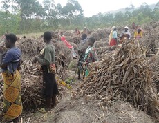 Menschen, darunter auch Kinder, arbeiten auf einem landwirtschaftlichen Feld in Burundi, um Ernährungsprogramme zu unterstützen.