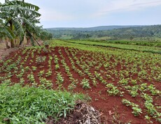 Ein großes Feld mit jungen Pflanzen und Bananenbäumen in einer hügeligen Landschaft.