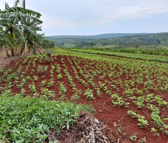 Ein großes Feld mit jungen Pflanzen und Bananenbäumen in einer hügeligen Landschaft.