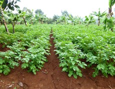 Ein üppiges Gemüsefeld mit Reihen von grünen Pflanzen und Bananenstauden im Hintergrund, Teil eines Projekts zur Selbstversorgung in Burundi.